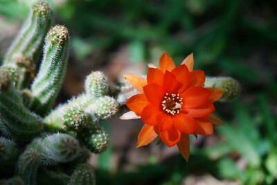 Echinopsis chamaecereus Peanut Cactus Succulent Orange flower 16 Plants |  eBay