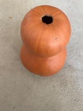 Kürbis Ausgehölter Behälter