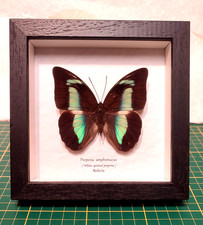 Prepona amphimachus vera farfalla in cornice legno