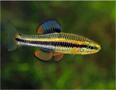 Bluefin Killifish – Bright Native Nano Fish – Easy to Breed 5 = 10