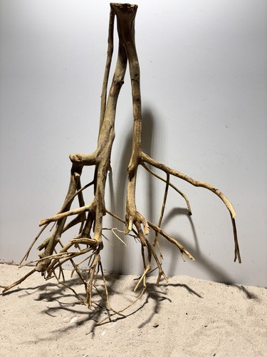 Talawa Wurzel XXL ähnlich Moorwurzel, Moorkien,Mangrove #648 L57 x T30 x H66 cm - Bild 4 von 12