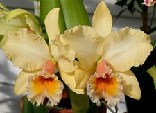 C. George King x Luminosa, Seedling Hybrid, Rare Orchid, Real Houseplant Plant