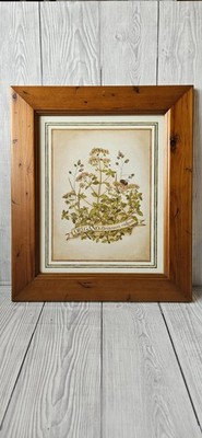 Vintage Botanical print of Oregano, Johann Wilhelm Wein