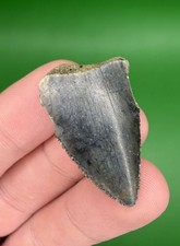1.34” Great White Shark Tooth Fossil from SC