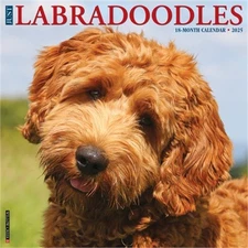Labradoodles 2026 12 X 12 Wall Calendar (Bookbook - Detail Unspecified)
