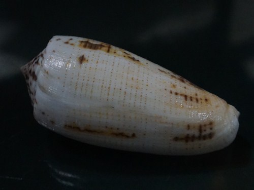 Conus Fulvobullatus 78,8 mm F+++/EDELSTEIN, schönes DUNKEL-WEISS Muster Probe WOW!! - Bild 3 von 6
