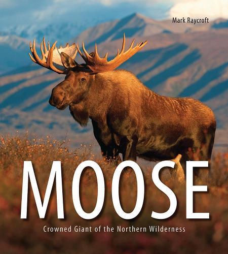Mark Raycroft Moose: Crowned Giant Of The Northern Wilderness
