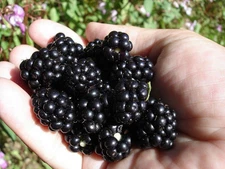 Organic Blackberry Seeds Non-GMO, Sweet Berry Seeds,With Tracking,Homegrown Seed