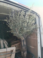 Ancient Olive Tree 100 Years Old + 110 litre pot 