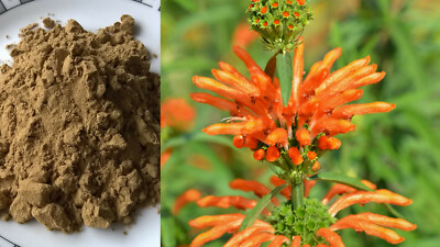 Leonotis leonurus Extrakt 100:1 - Wild Dagga Extract + Zugaben