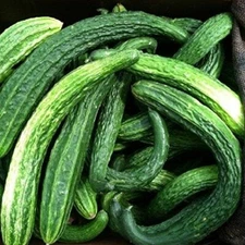 Suyo Long Cucumber Seeds | Heirloom / Non-GMO | Free Shipping | Seed Store 1064