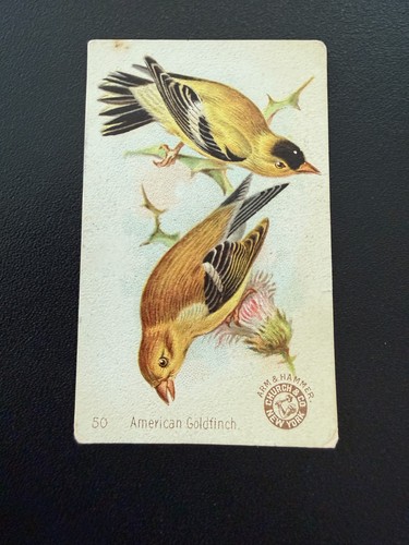 Arm and Hammer Soda Card Birds 50 American Goldfinch EX