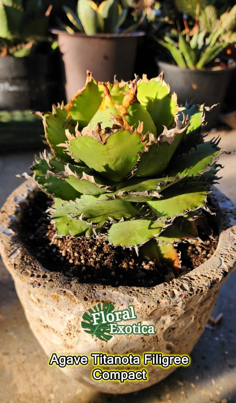 Agave Titanota 'Filigree' Compact - Matured Specimen - Finished Form - US Seller