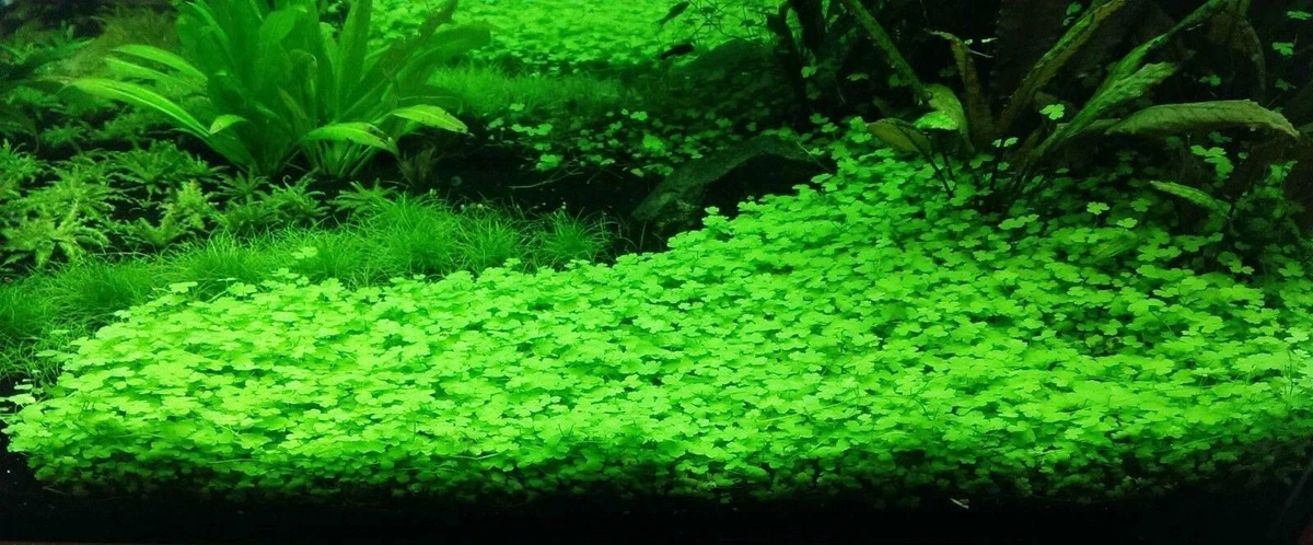 Hydrocotyle Tripartita Japan Tropical Freshwater Potted Plant Carpet  Forming | eBay