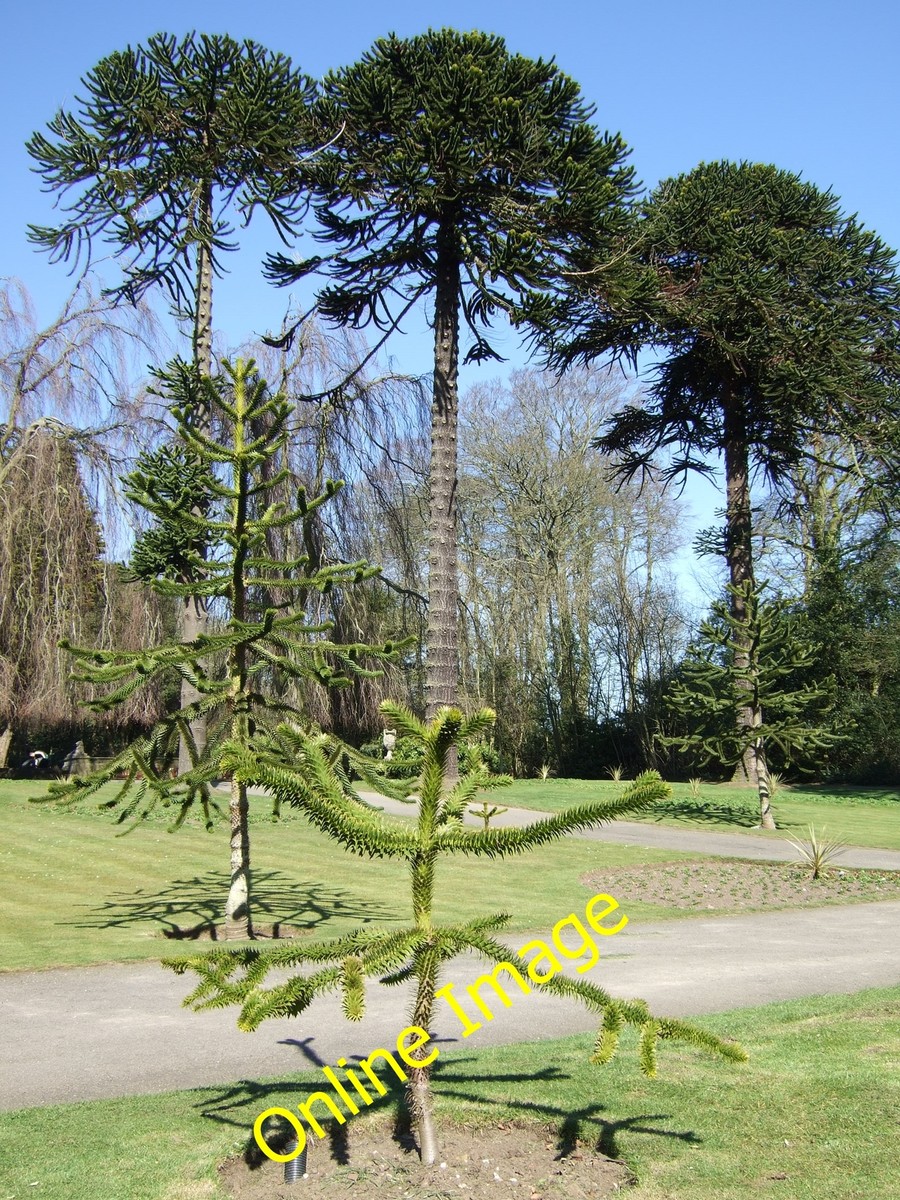 Photo 12x8 Monkey puzzle trees (Araucaria araucana), Sewerby Hall