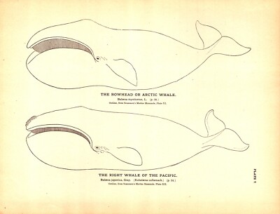 ''THE BOWHEAD, ARCTIC, RIGHT WHALE, PACIFIC Antique original engraving 1884