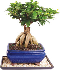 Live Ginseng Grafted Ficus Indoor Bonsai Tree - Medium, 6 Year, 8 to 12 in - Liv