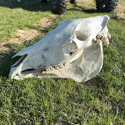 Horse Large Animal Taxidermy Skull and Jawbone Display AQHA Sun Cured