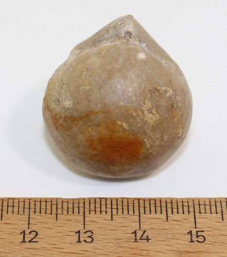 Brachiopode, Sphaeroidothyris sphaeroidalis, Jura, Bajoc, Port-en-Bessin, F-b127 - Bild 6 von 6