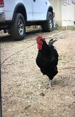 6 barnyard mix chicken hatching eggs