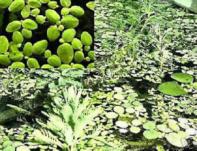 Lemna minor: Wasserschutzpolizei gegen Algen / Wasserpflanzen für den Teich Deko