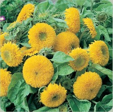 Sunflower Seeds Teddy Bear 50 Annual Sungold Dwarf Flower USA FREE SHIPPING