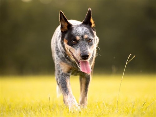 4CYTE Canine Epiitalis Forte Gel 50ml 100ml 200ml Daily Feed Supplement Dog - Picture 6 of 15