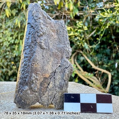RAR: Tapir Kiefer Abschnitt Fossil - Pleistozän Epoche, USA - 100% Original mit COA