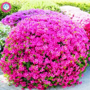 Sims Azalea Rhododendron Seeds Plants Simsii Bonsai Tree Flower 100pcs Ebay