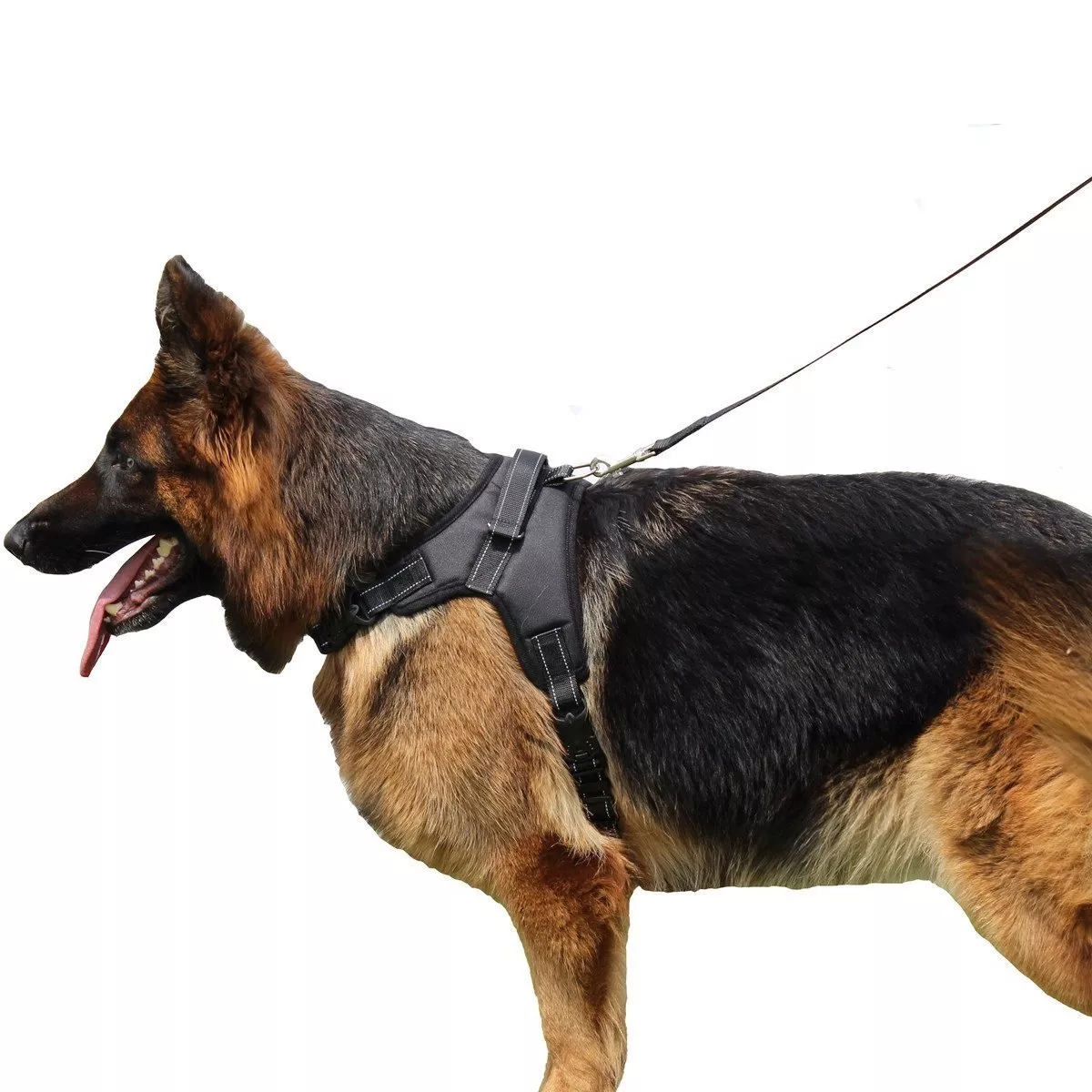 German shepherd puppy clearance belt