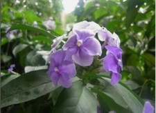 Purple flowers Jasmine 15 seeds