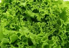 Waldmans Green Lettuce Seeds 500+ SEEDS  NON-GMO  --BUY (4) ITEMS FREE SHIPPING