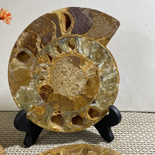 524g 1pz di Ammonite Spaccata Esemplare Conchiglia Guarigione Madagascar - Foto 9 di 16