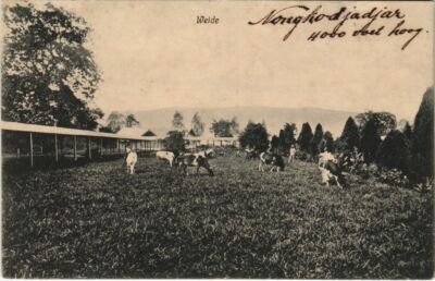 Old postcard AK INDONESIA Weide (341293)