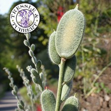 Fibigia Clypeata, Roman Shields, 10 rare seeds UK SELLER