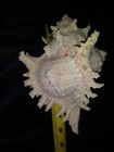 Chicoreus ramosus Big Muricidae, Murex, Sea shell, Conch Stunning 8x6 inches — photo 3