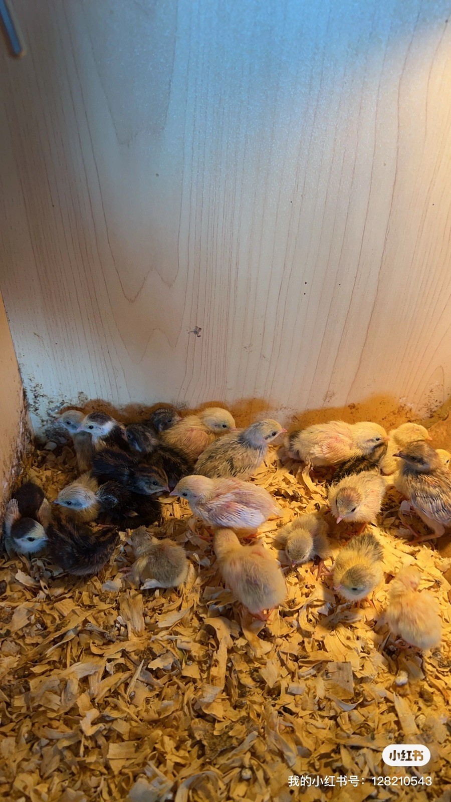button quail hatching eggs