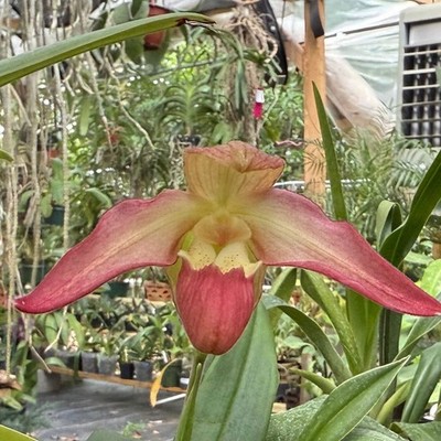 Phragmipedium QF Falling Star