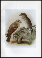 1917 H. Dresser Birds of Britain Original Antique Bird Print Spotted Flycatcher