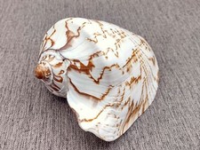 Noble Volute Seashell Voluta Nobilis (1 shell approx. 6+ inches)