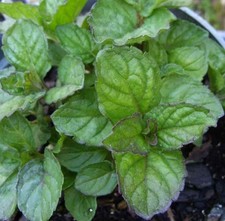 Grapefruit Mint - Culinary - 1 Plant