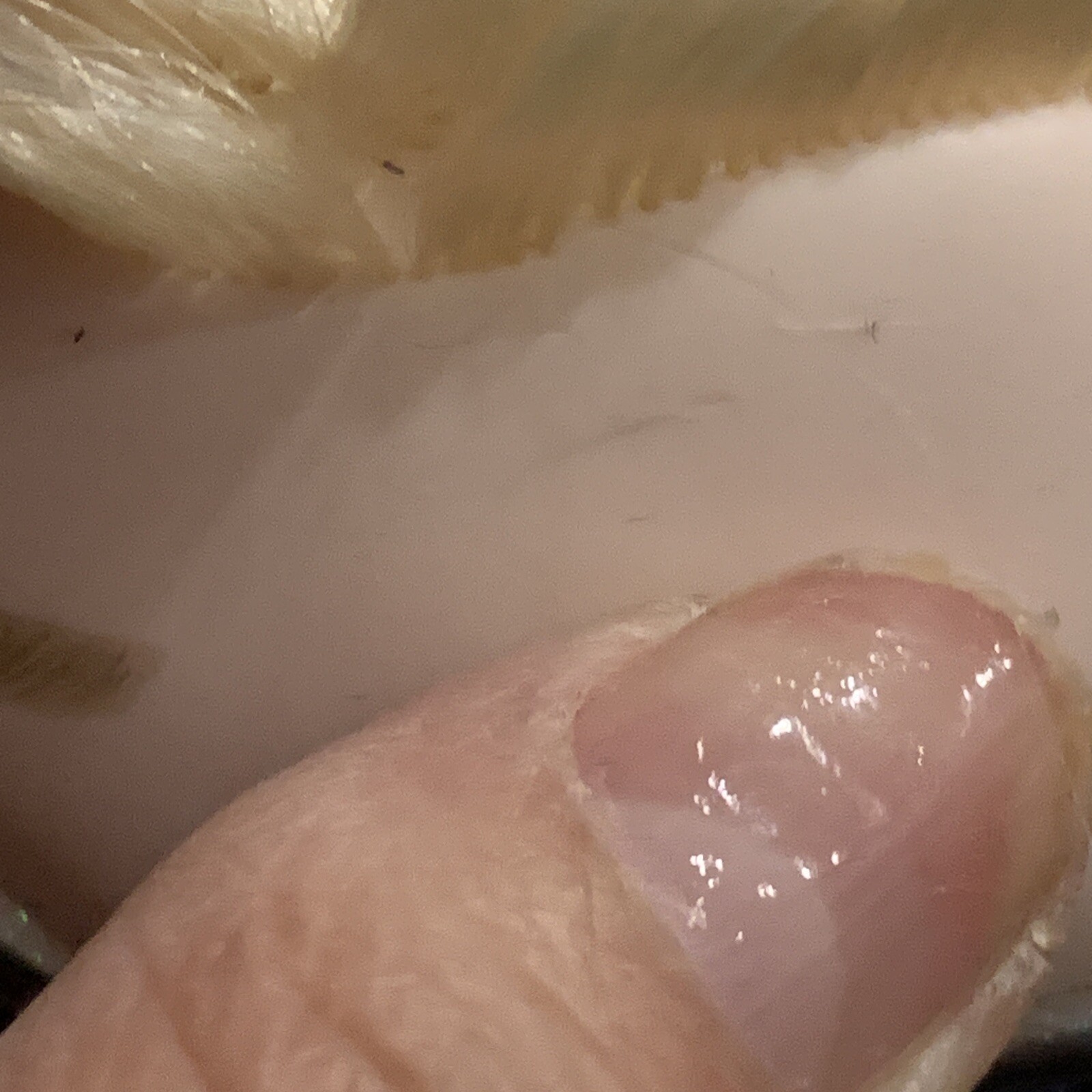 Picture 4 of 9