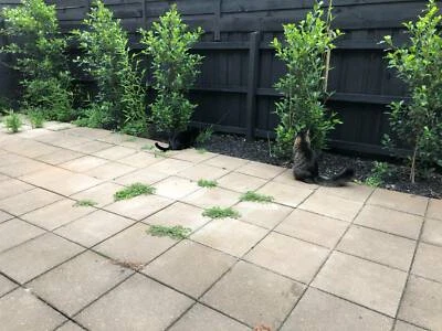 Concrete Pavers In Victoria Home Garden Gumtree Australia Free Local Classifieds