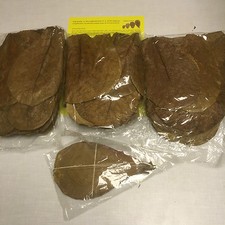 INDIAN ALMOND TERMINALIA CATAPPA LEAVES 100 top pieces  7" KETAPANG ShipFree