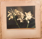 JJ Williams signed photo color Honolulu Hawaii flower Ginger, antique pre-1926 — photo 2