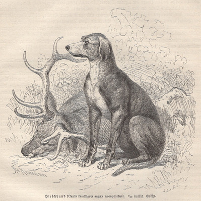 1883 Brehms Thierleben Wood Engraving Scottish Deerhound & Stag Original Print