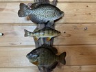 New Real Skin 3 Fish Mount Crappie Sunfish Perch Taxidermy  On Driftwood — photo 3