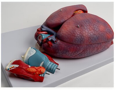 1:1 Human Respiratory System Larynx And Heart And Lung Anatomical Model 7 Parts