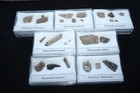 Permian Texas Red Beds Dimetrodon Eryops Archeria fossil collection in cases