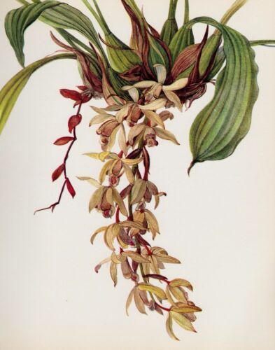 Impression florale vintage orchidée rose imprimé botanique Coelogyne Massangeana #3653-68 - Photo 1 sur 1